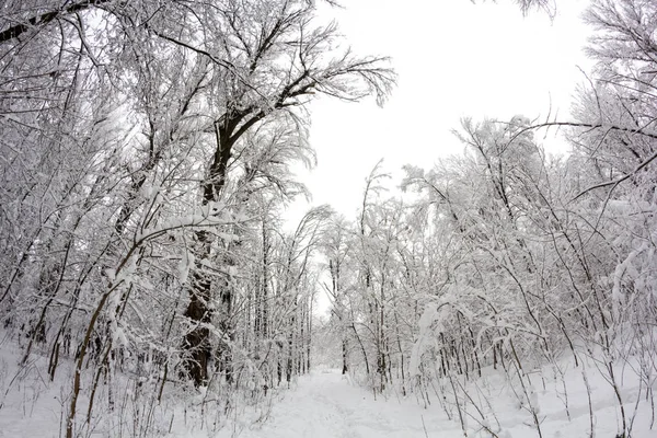 Paysage Neige Dans Parc Effets Lentille Fisheye — Photo