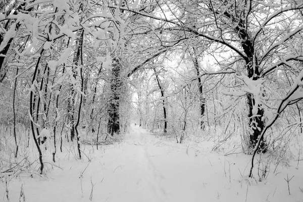 Снежный Пейзаж Парке Эффекты Линз Fisheye — стоковое фото