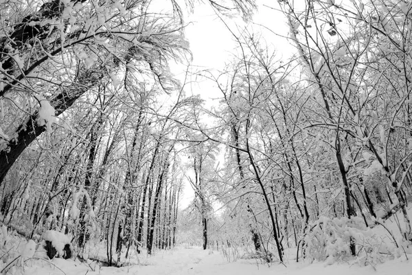 Paisagem Nevando Parque Efeitos Lente Fisheye — Fotografia de Stock