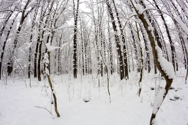 Paysage Neige Dans Parc Effets Lentille Fisheye — Photo