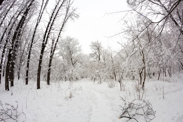 Nieva Paisaje Parque Efectos Lentes Ojo Pez —  Fotos de Stock