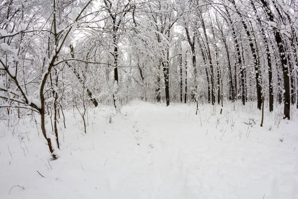 Śnieg Krajobraz Parku Obiektyw Typu Rybie Oko Efekty — Zdjęcie stockowe