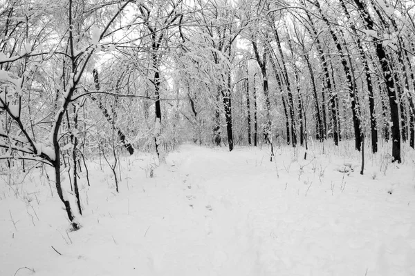 Sněží Krajina Parku Efekty Rybí Oko Objektivu — Stock fotografie
