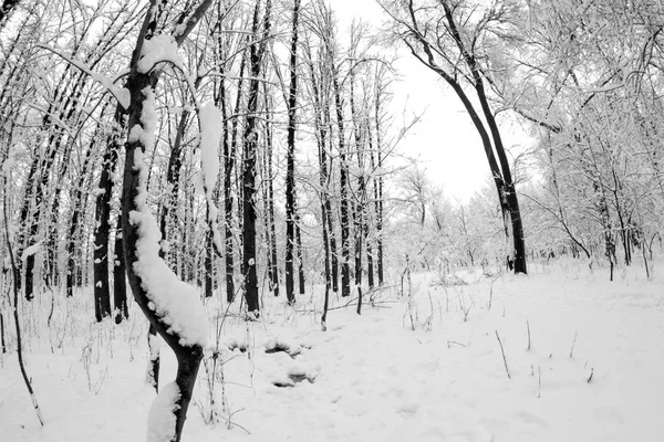 Snowing Landscape Park Fisheye Lens Effects — Stock Photo, Image