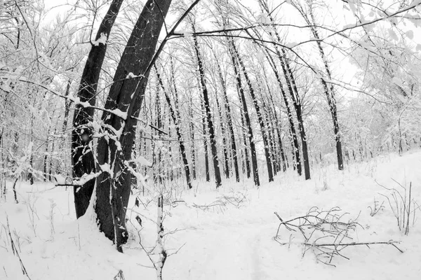 公園の風景は雪が 魚眼効果 — ストック写真