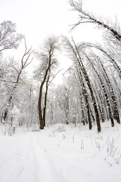 Śnieg Krajobraz Parku Obiektyw Typu Rybie Oko Efekty — Zdjęcie stockowe