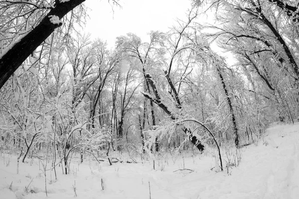 Snowing Landscape Park Fisheye Lens Effects — Stock Photo, Image