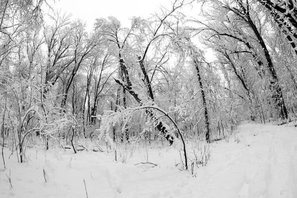 Paisagem Nevando Parque Efeitos Lente Fisheye — Fotografia de Stock