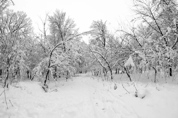 Paysage Neige Dans Parc Effets Lentille Fisheye — Photo