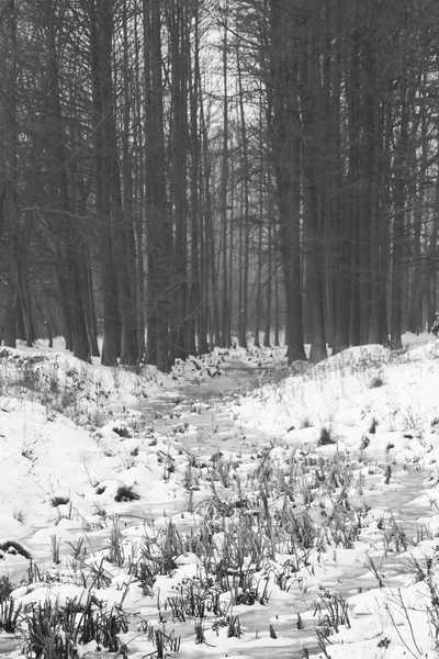 Paysage Neige Dans Parc Effets Lentille Fisheye — Photo