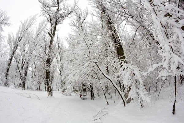 Sneeuwt Landschap Het Park Fisheye Lens Effecten — Stockfoto