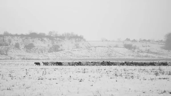 Cena Inverno Campo Com Cabras — Fotografia de Stock