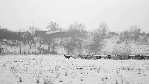 Campagne Scène Hiver Avec Des Chèvres — Photo