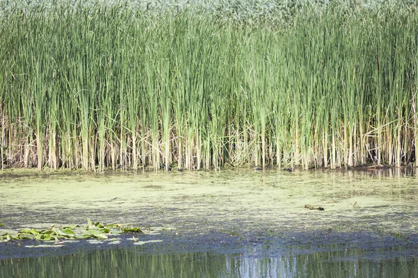 ドナウデルタ ルーマニアの水辺 葦や植生の風景 — ストック写真