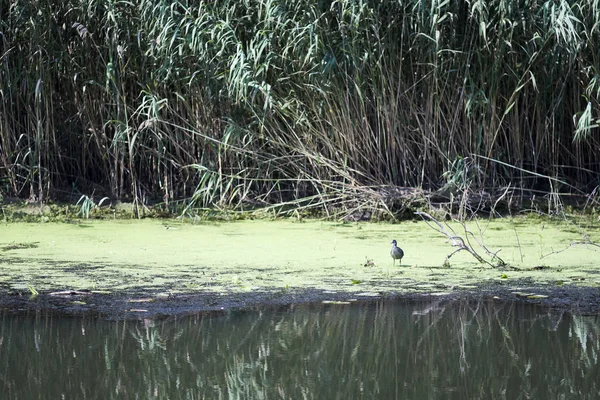 Landscape Waterline Birds Reeds Vegetation Danube Delta Romania — Stock Photo, Image