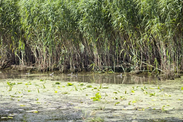 Landscape Waterline Birds Reeds Vegetation Danube Delta Romania — Stock Photo, Image