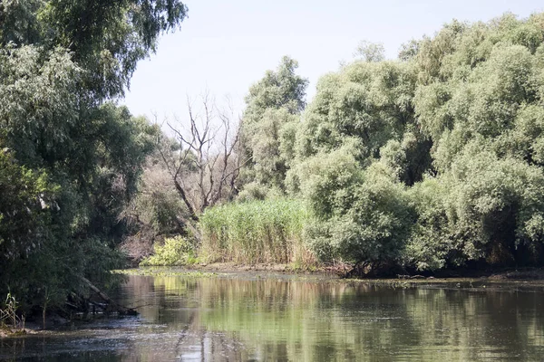 Landscape Waterline Birds Reeds Vegetation Danube Delta Romania — Stock Photo, Image