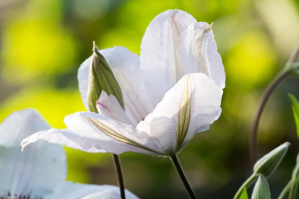 Vackra Vita Klematis Växt Med Blommor Och Naturliga Bakgrund — Stockfoto