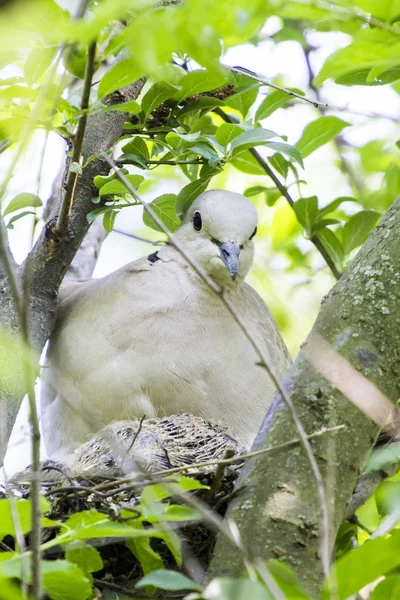 Mourning Doves Zenaida Macroura Tree Branch — Stock Photo, Image
