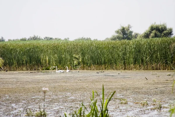 Landscape Waterline Birds Reeds Vegetation Danube Delta Romania — Stock Photo, Image