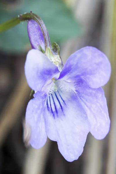Viola Viola Odorata Çiçek Doğal Kökenli — Stok fotoğraf