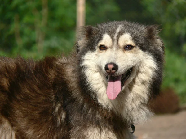 Beau Portrait Chien Dans Nature — Photo