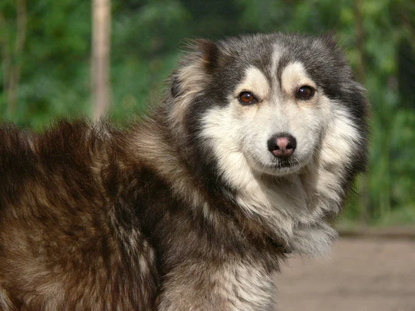 Beau Portrait Chien Dans Nature — Photo