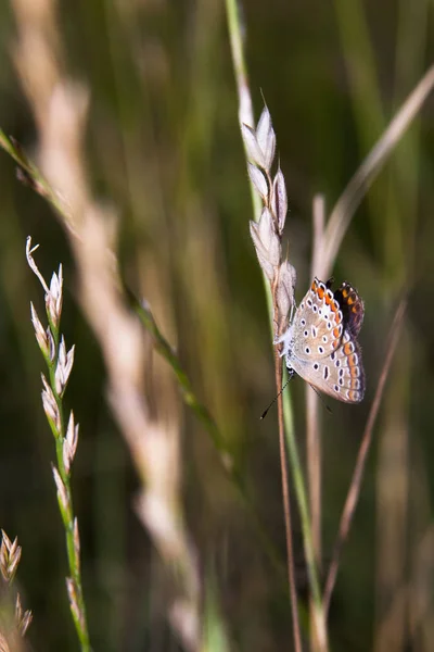 Petit Coloré Beau Papillon Sur Une Plante Avec Fond Naturel — Photo