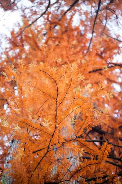 Beautiful Autumn Leaves Park — Stock Photo, Image