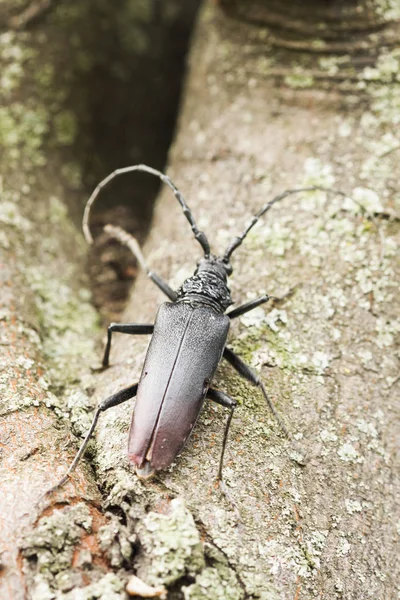 Cerambyx cerdo - a big black insect with big antennas who likes to eat oak tree bark