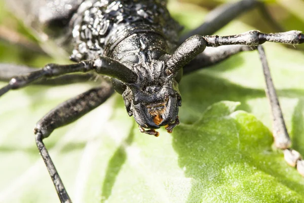 Cerambyx Cerdo Gran Insecto Negro Con Grandes Antenas Que Gusta — Foto de Stock