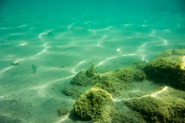 Podwodne Tekstury Fauny Morze Jońskie Zakynthos Grecja — Zdjęcie stockowe