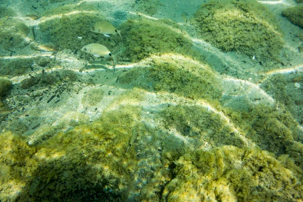 Onderwater Textuur Fauna Ionische Zee Zakynthos Griekenland — Stockfoto