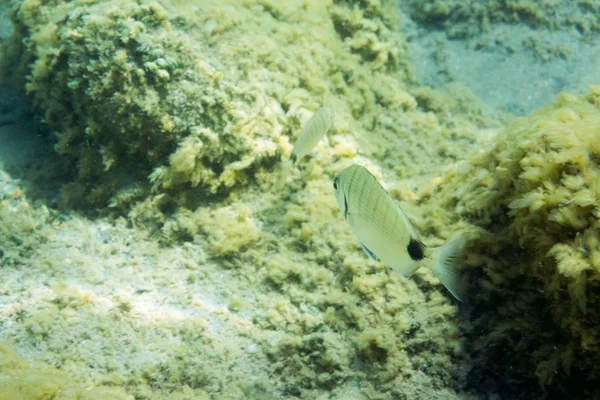 Underwater texture and fauna in Ionian sea, Zakynthos, Greece