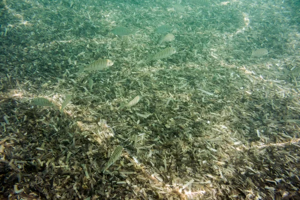 Podvodní Textury Fauna Jónském Moři Zakynthos Řecko — Stock fotografie