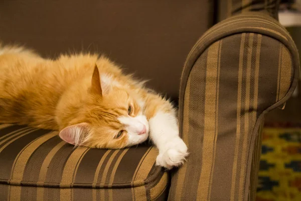 Beautiful Cat Armchair Portrait — Stock Photo, Image