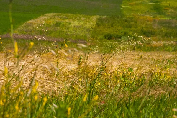 Landschap Met Witte Wolken Tarweveld — Stockfoto