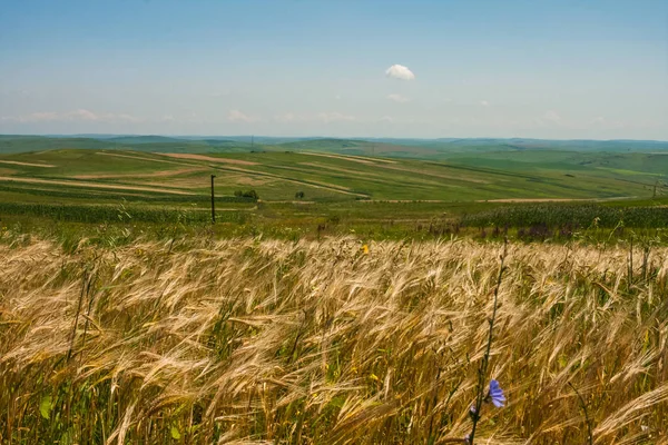Rural Landscape White Clouds Adn Wheat Field — Stock Photo, Image