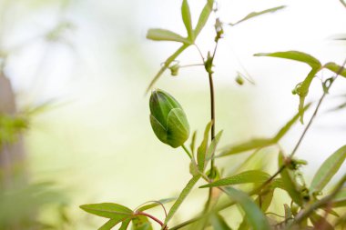Detayile Tutku çiçek (Passiflora incarnata) tomurcukları 
