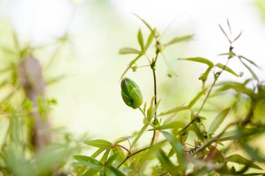 Detayile Tutku çiçek (Passiflora incarnata) tomurcukları 
