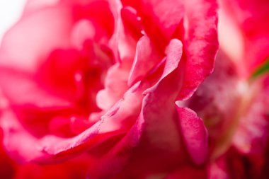 detayları ile renkli, güzel, narin gül 