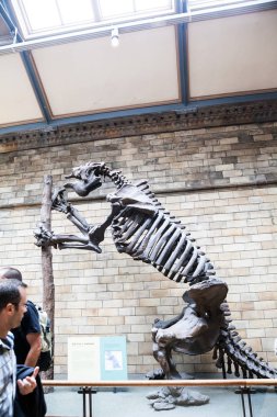 Londra, İngiltere - 27 Temmuz 2015: Doğal Tarih müzesi, nesli tükenmiş memeli iskeleti 