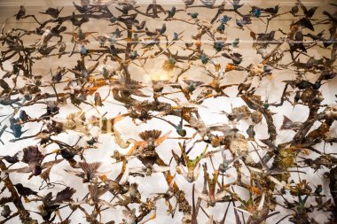 Londra, İngiltere - 27 Temmuz 2015: Doğal Tarih Müzesi - The Birds bölümünde ayrıntıları