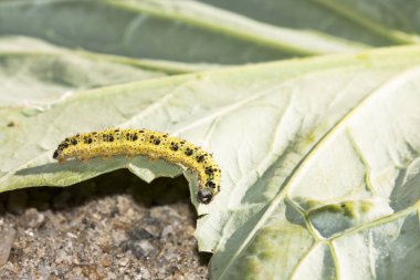 yeşil lahana yaprağı üzerinde sarı ve yeşil tırtıl