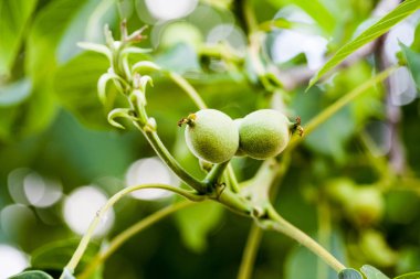 Yeşil, olgunlaşmamış ceviz doğal arka plan ile 