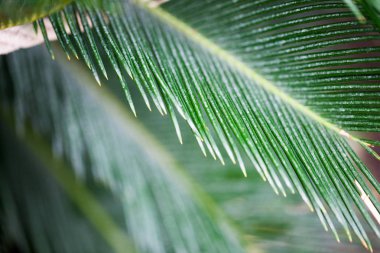 Balchik botanik bahçesinde Cycas revoluta bitki detayları, Bulgaristan