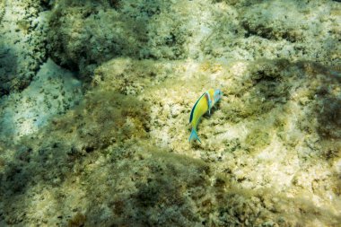 Sualtı doku ve fauna Ionian Sea, Zakynthos, Yunanistan