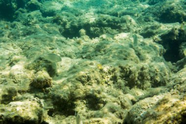 Sualtı doku ve fauna Ionian Sea, Zakynthos, Yunanistan