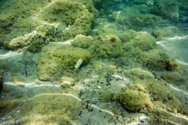 Sualtı doku ve fauna Ionian Sea, Zakynthos, Yunanistan