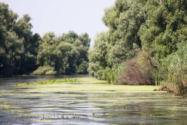 Romanya 'nın Tuna Deltası kentindeki su hattı, kuşlar, sazlıklar ve bitki örtüsü manzarası 